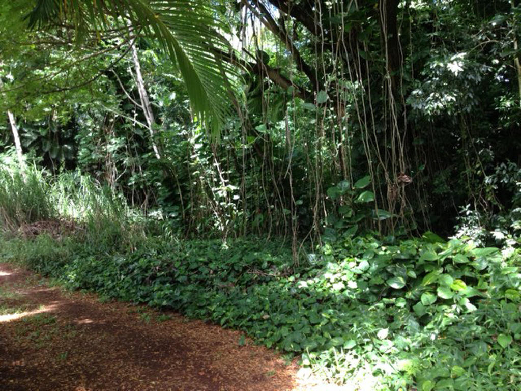 Heavenly Hana Paradise Pokoj fotografie
